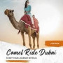 Camel Desert Safari Dubai Tour Coupon & Promo Codes