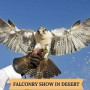 Dubai Falconry Safari Tours Coupon & Promo Codes